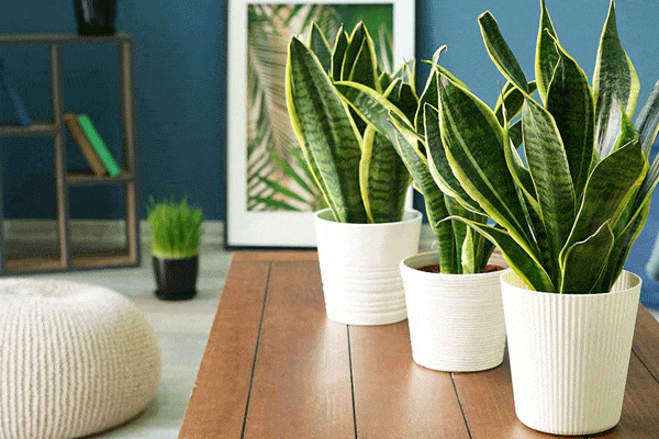 خاک مناسب سانسوریا